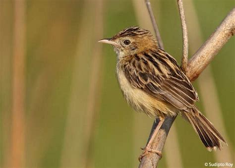 Zitting cisticola - Alchetron, The Free Social Encyclopedia