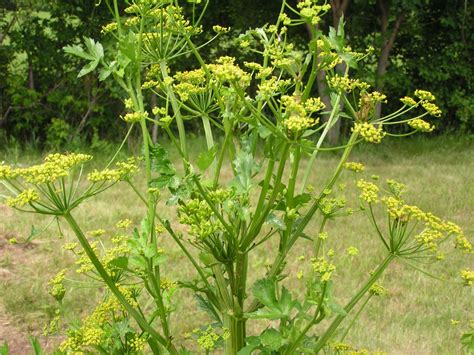 Rambling Anne: Of wild parsnips and trying to beat the rain..