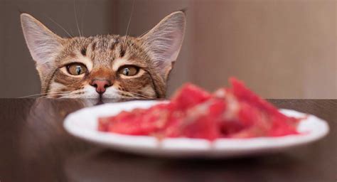 Best High Protein Dry Cat Food Choices For Healthy Kitties