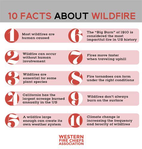 10 Interesting Facts About Wildfires | WFCA