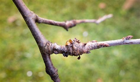 Bacterial Canker | Garden Pests & Diseases | Gardening Tips | Thompson & Morgan