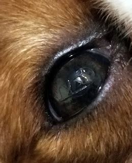 Dry Eye in Dogs: Symptoms & Treatment | Australian Dog Lover