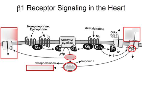 Beta-1 Receptor Signaling in the Heart Diagram | Quizlet