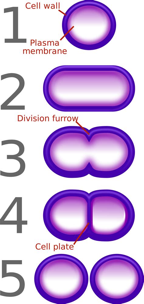 Download HD Open - Diagram Of Binary Fission In Bacteria Transparent PNG Image - NicePNG.com