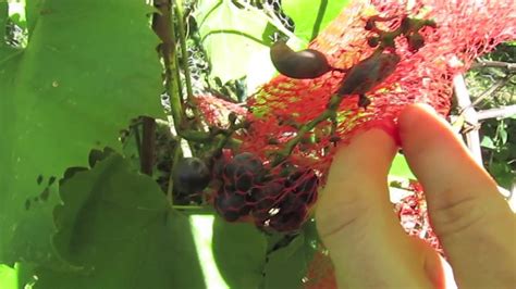 Northern Ontario Garden Tour & Wild Edible Plant Identification - YouTube