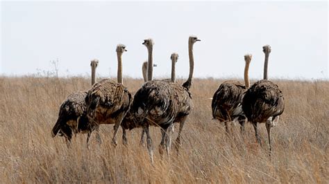 Royalty-Free photo: Wildlife photography of ostrich | PickPik