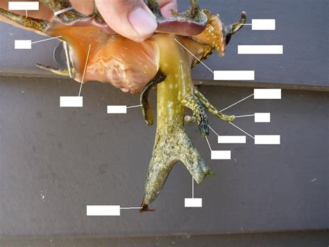 Queen Conch Anatomy 2 Diagram | Quizlet