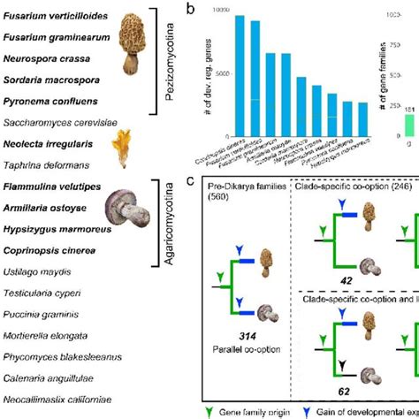 The evolution of complex multicellularity in fungi and conserved... | Download Scientific Diagram