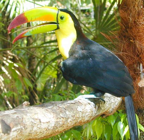 National Symbols Of Belize - Belize River Lodge