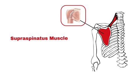 Supraspinatus Muscle: Anatomy & Function ~ Statcardiologist