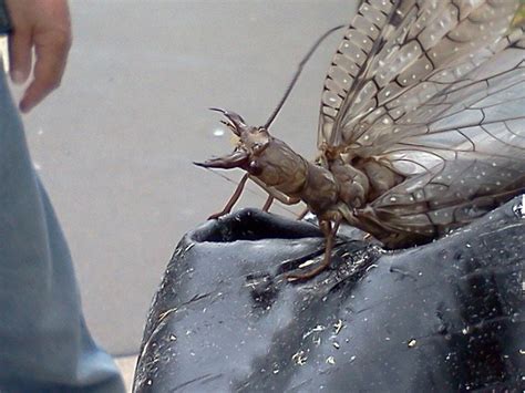 Bug Pictures: Eastern Dobsonfly (Corydalus cornutus) by mgarr