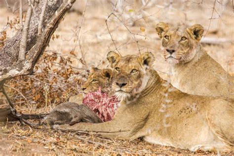 Lions Eating a Prey, in Kruger Park, South Africa Stock Image - Image ...