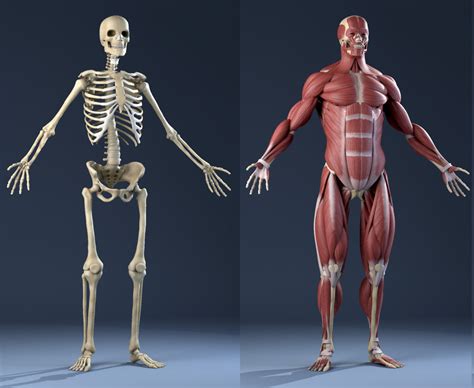 realistic anatomy skeleton muscles 3d model