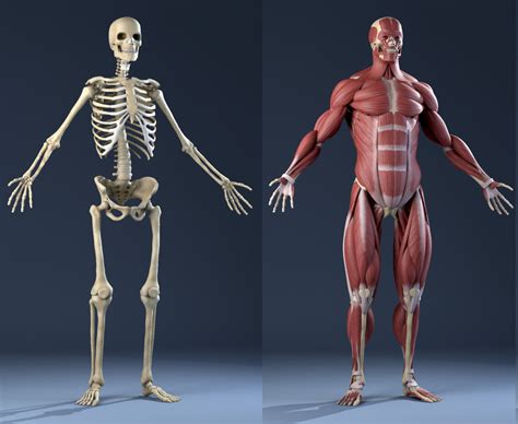 3d model realistic anatomy skeleton muscles