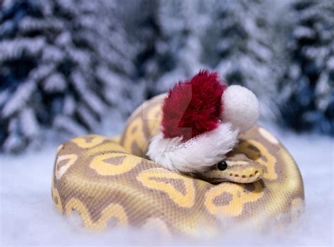 B-C - Snake In A Santa Hat - 1780 by creative1978 on DeviantArt