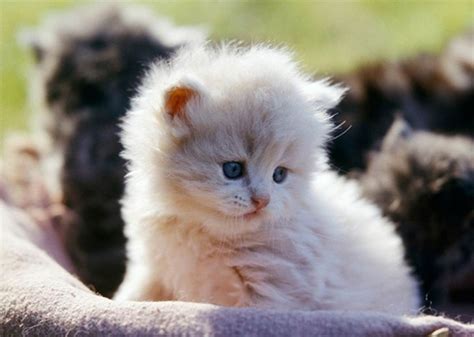 persian cat breeds : Biological Science Picture Directory – Pulpbits.net