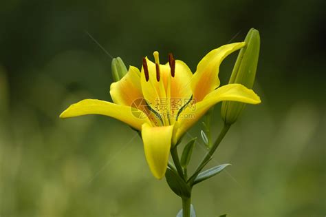 黄黄色花朵绿色雏菊花园植物园艺花瓣植物群高清图片下载-正版图片320548834-摄图网