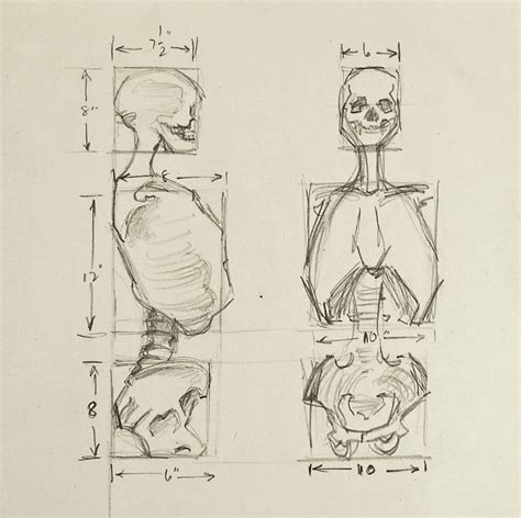 Anatomy Skeleton Study Drawing | Art reference, Human figure drawing, Anatomy art