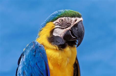 Blue and Gold Macaw Bird Species Profile