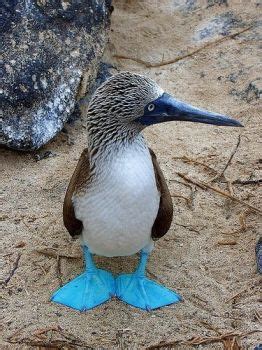 Solve Blue Footed Booby - Galápagos Islands jigsaw puzzle online with ...