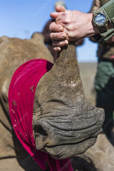 White Rhino conservation operation - Stock Image - C029/2633 - Science Photo Library