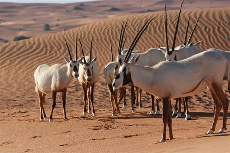 Arabian oryx at Dubai Desert Conservation Reserve, UAE | Arabian oryx, Mammals, Dubai desert