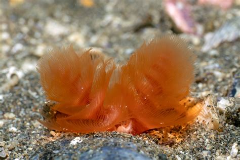 California Phoronid (Phoronopsis californica) - Spanglers' Scuba