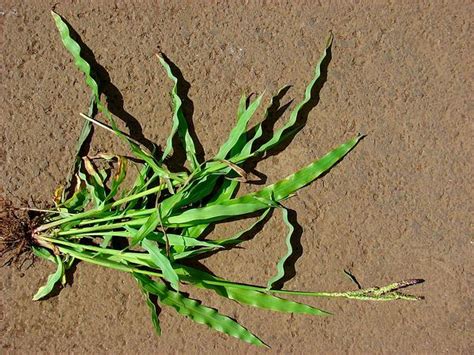 Search for paspalum | Sagebud | Grow Your Garden | Plant a Tree | Pot a Flower | Sow a Seed