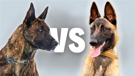 Dutch Shepherd Vs Belgian Malinois - Compare and Contrast - YouTube