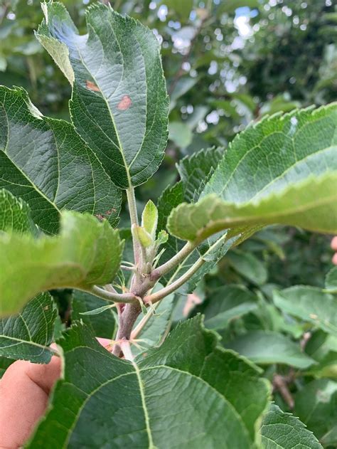 Managing shoot growth, terminal buds, and biennial bearing - John Kempf