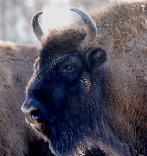 Study sheds light on the origins of the mysterious European bison