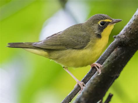 Kentucky Warbler - eBird