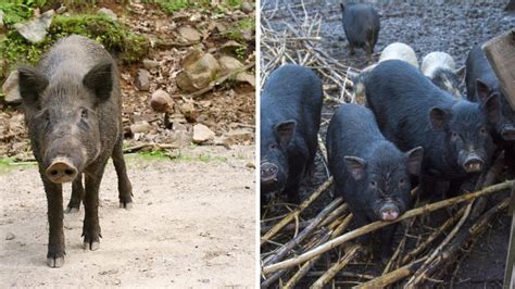 Wild Pigs Are Invading A Canadian National Park & It's Actually A Big ...