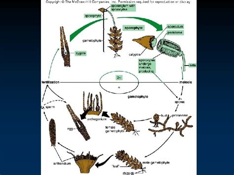 Introduction to the Plant Kingdom Bryophytes Outline Introduction