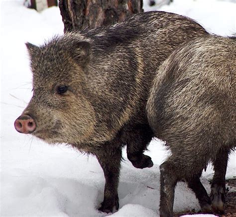 Wild Pigs - Canadian Council on Invasive Species