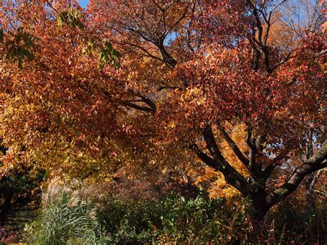 Beautiful fall colors // Minnesota Landscape Arboretum | Minnesota landscaping, Public garden ...