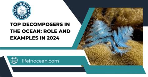 Top Decomposers in The Ocean: Role and Examples in 2024 - Life in Ocean