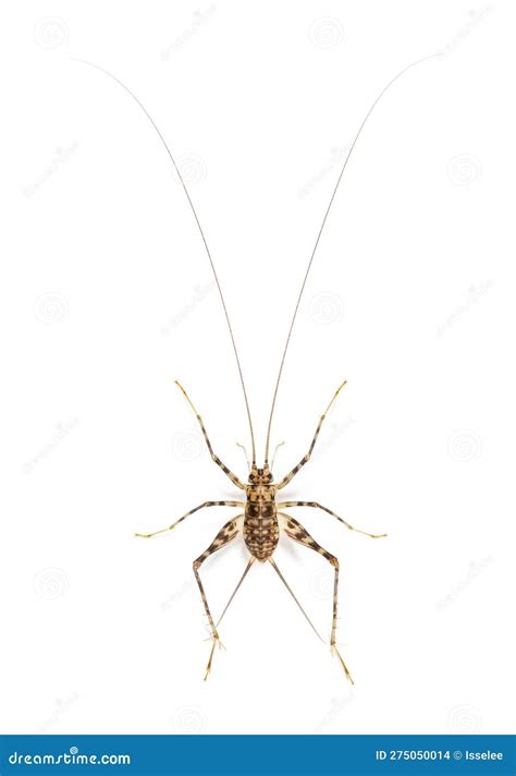 Cave Crickets , Rhaphidophoridae Specie, Isolated on White Stock Photo - Image of tiny ...