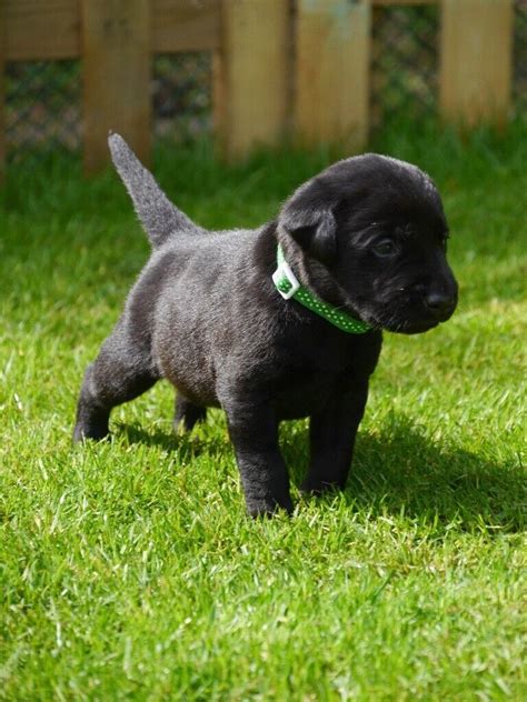 Black Labrador Puppies For Sale | in Great Yarmouth, Norfolk | Gumtree