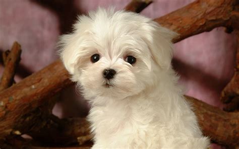 Maltese Puppies Wallpaper - WallpaperSafari