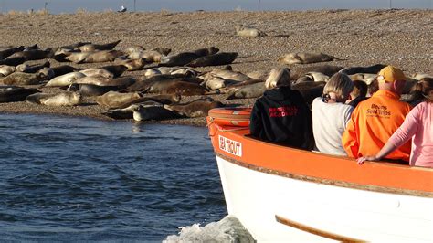 Blakeney seal trips with Beans Boats