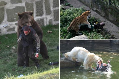 World's worst ever zoo attacks as bears, tigers and gorillas attack ...