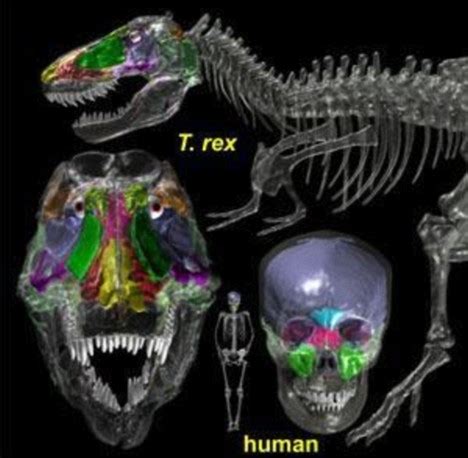 Dinosaur brains - Mediamatic