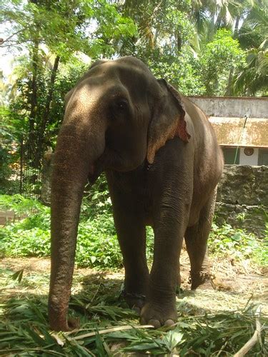 Guruvayoor Temple's Elephant Sanctuary | Punnathurkotta or P… | Flickr