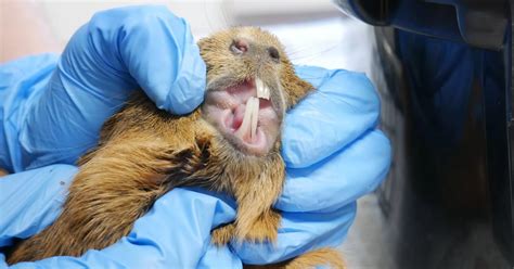 DSPCA rescue guinea pigs with 'overgrown' teeth and skin and issue ...