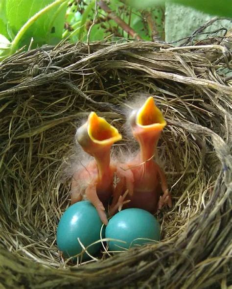 Two newly hatched baby birds in a nest on our windowsill | Smithsonian Photo Contest ...