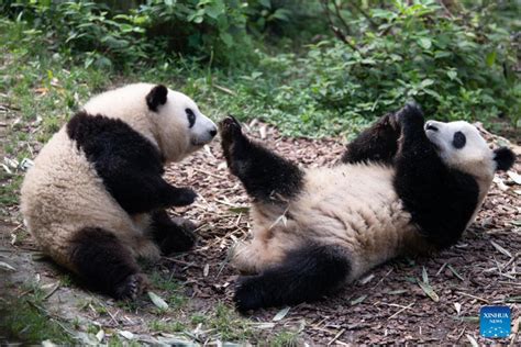 Panda twins celebrate 2nd birthday | Nepalnews