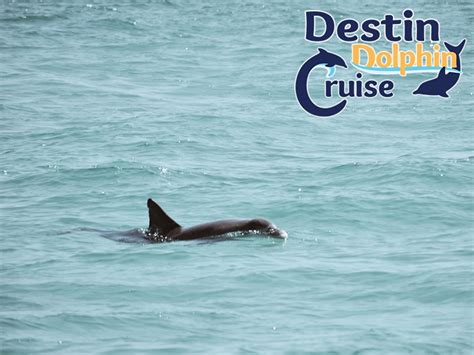 Destin Dolphin Cruise - Find Things To Do in Destin Florida - To Do in ...