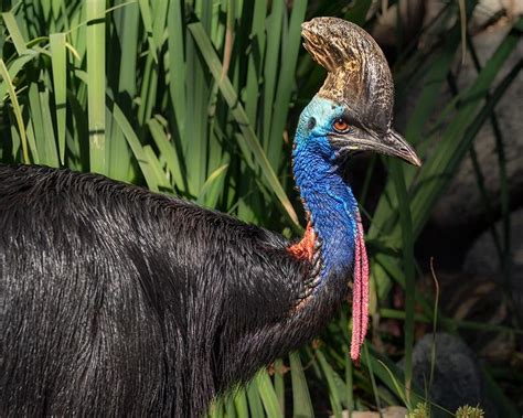 Cassowaries are a large bird found in Australia with large razor sharp ...