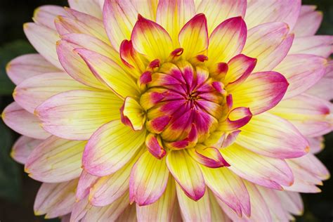 Many Colors of Dahlias | Focal World